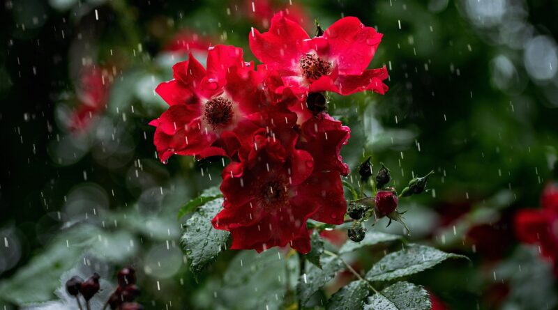veja como ficam as chuvas e as temperaturas