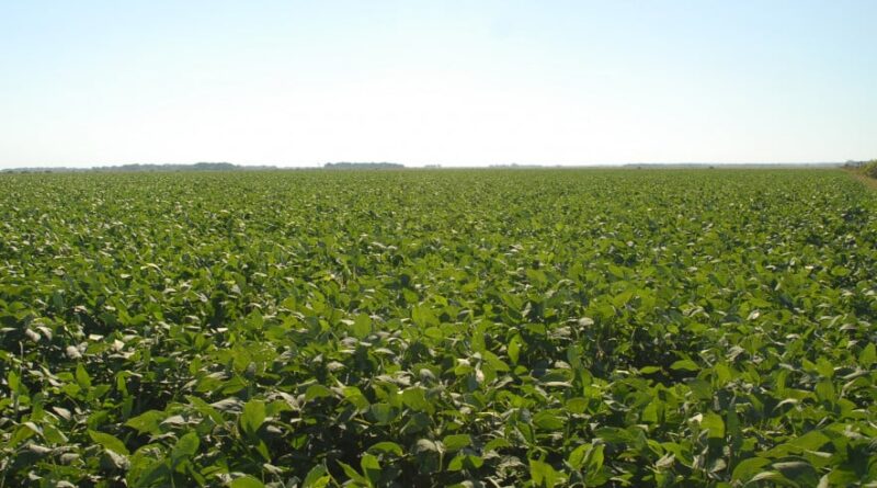 Soja no Tocantins
