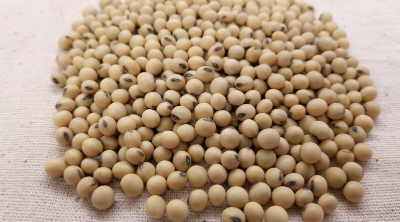 grão de soja