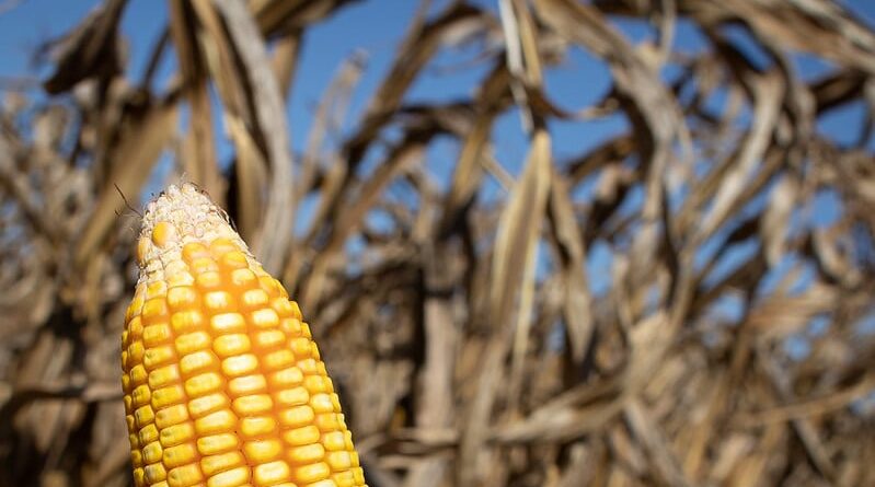 milho - igp-m - USDA - milho transgênico