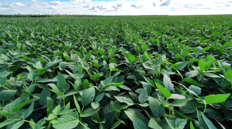 plantação de soja