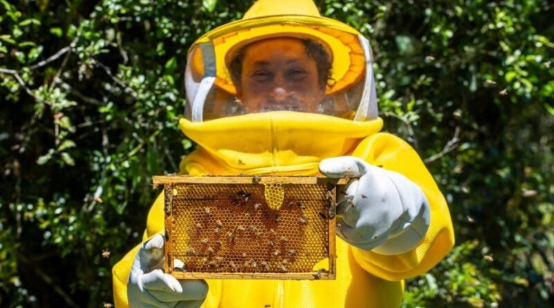 Mel; Liane de Oliveira, do Apiário Cambará