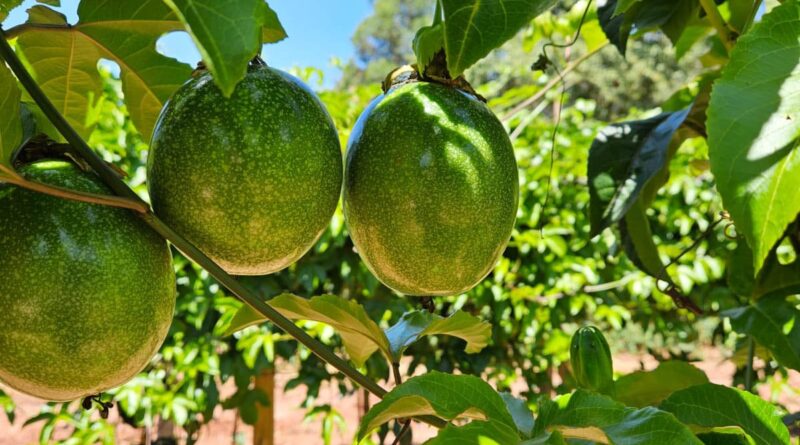 Maracujá fruticultura