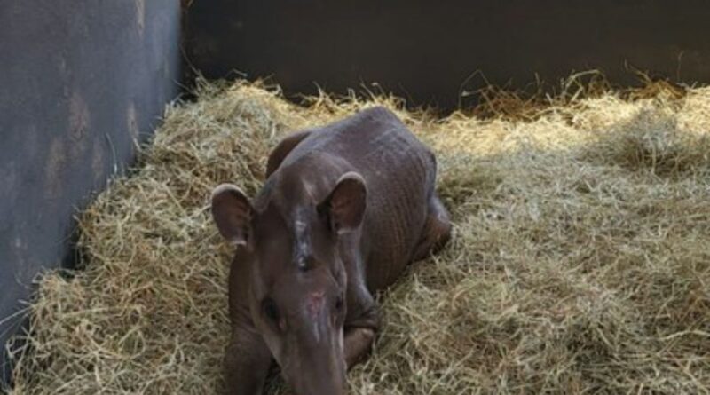 Animais resgatados; anta