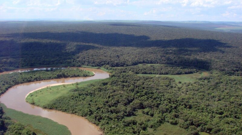 Animais silvestres afetados por incêndios recebem cuidados em São Paulo
