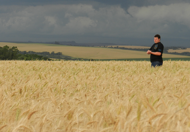 lavoura de trigo, clima, chuva