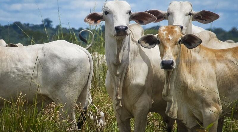'Atualização no combate à vaca louca abrirá portas para novos mercados', diz médico-veterinário