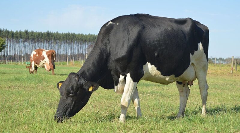 Produtores de leite no RS ganham nova ferramenta para planejamento de preços