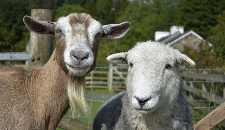 caprinos, ovinos, Paraguai, genética, mercado embrapa, egito