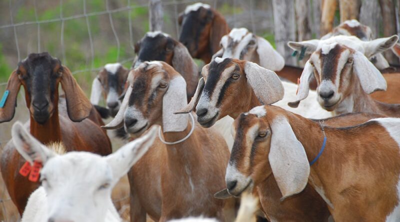 doenças em caprinos leiteiros