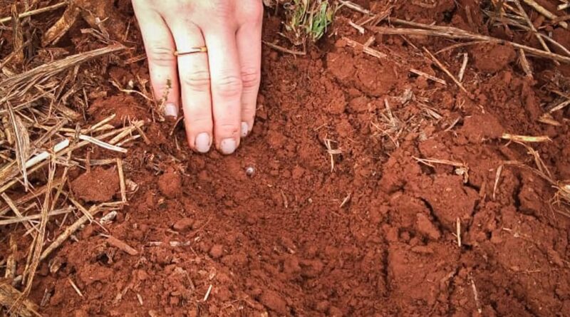 soja plantio semente MS terra