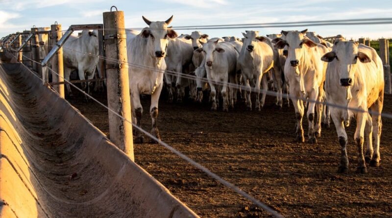 Rebanho bovino baiano, maior do Nordeste, cabeças de gado, carne, Bahia