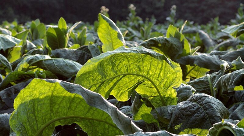 planta tabaco
