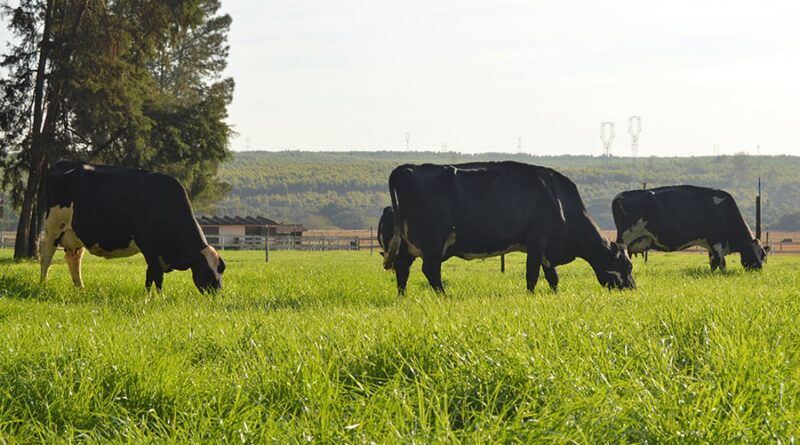 Fazendas removem mais carbono do que emitem, revela pesquisa no Brasil e Uruguai