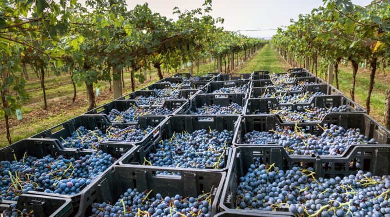 caixas com uvas colhidas em vinhedo