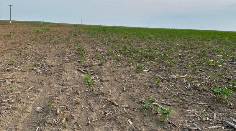 Plantio de soja atrasado em Mato Grosso Foto Aprosoja-MT