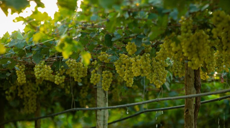 Produção de uva é destaque na fruticultura baiana (Foto: Agência Marca Comunicação)