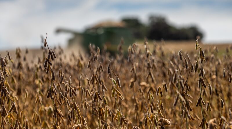 colheita de soja