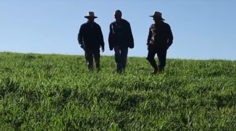 Pai caminha em meio aos dois filhos no pasto