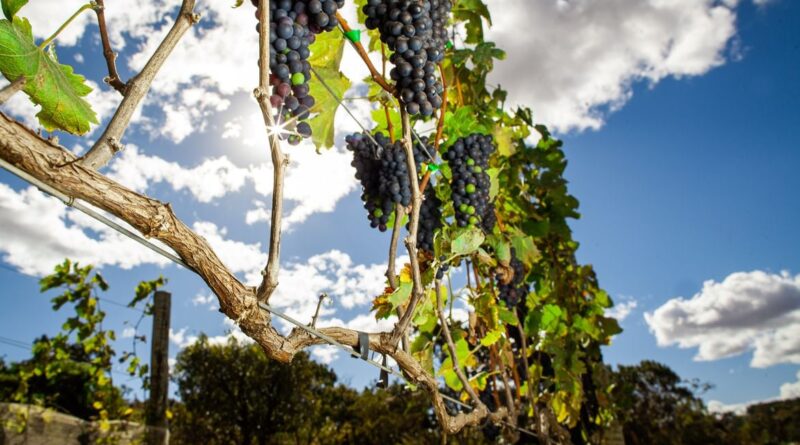 Plantação de Uva Syrah vinho