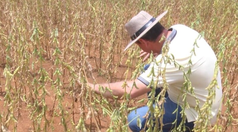 Moratória da Soja: estados buscam alternativas em meio à discussão do tema