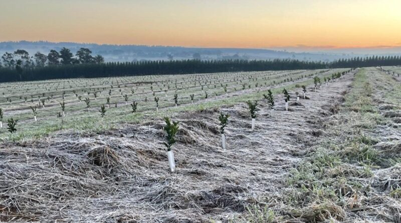 frio geada, lavoura, seguro rural, chuva