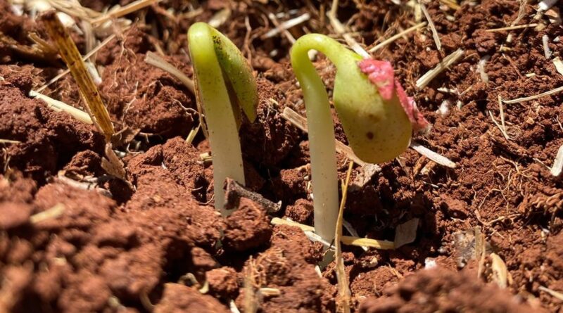 plantio de soja em não-me-toque - rio grande do sul - fazenda irmãos guadagnin