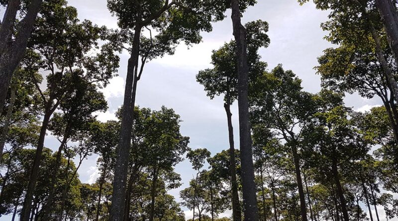 ambientais, floresta