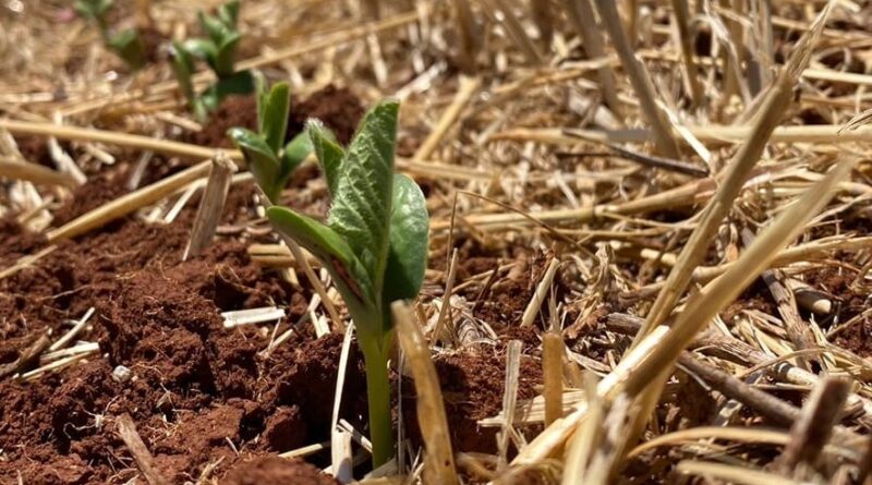 plantio da soja em não-me-toque - fazenda irmãos guadagnin - solo seco