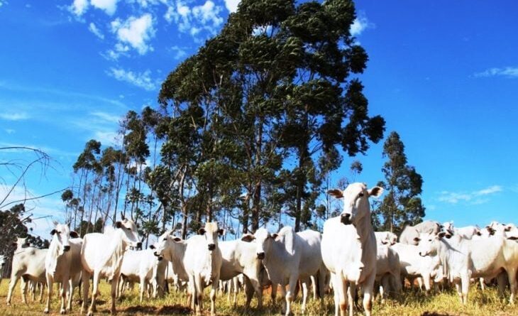 rebanho bovino, bois, abate