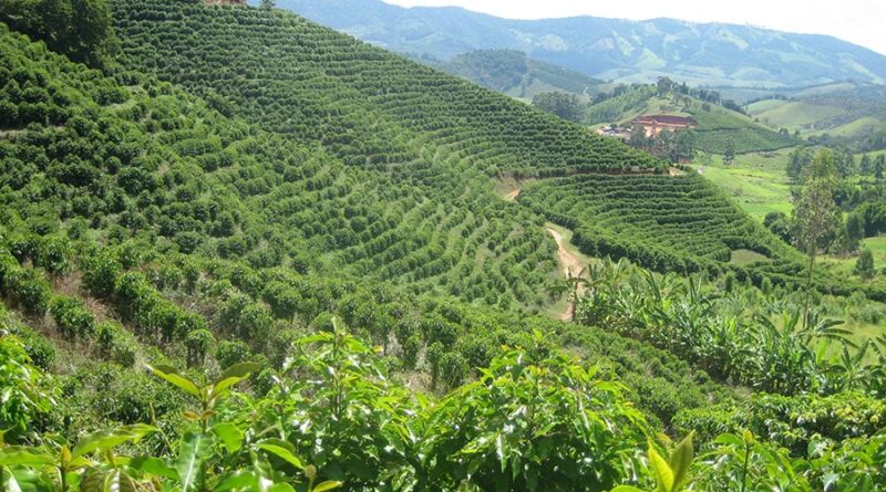 Café; cafezal