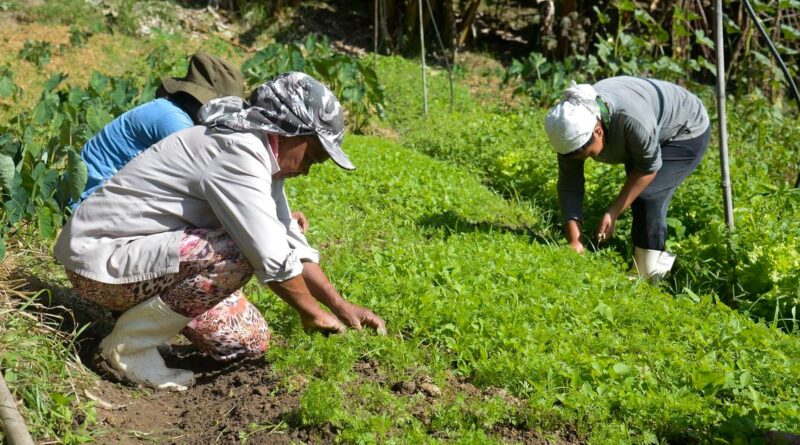 agricultura familiar, mulheres projeto