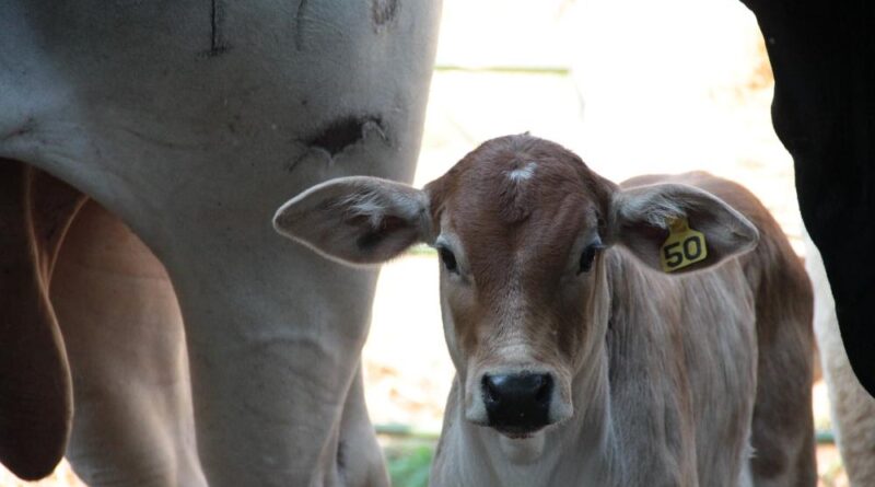 Sanidade animal marcação bottom