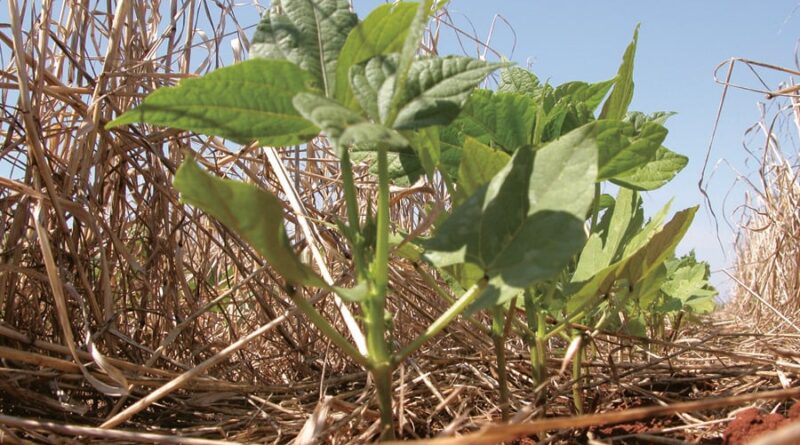 Plantio de milho - plantio direto