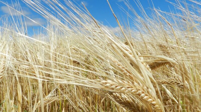 WinterShow traz pesquisas sobre cereais de inverno