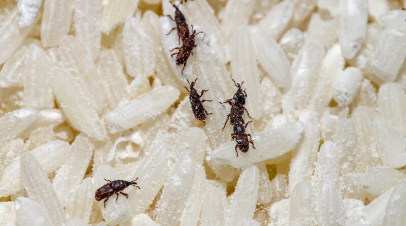 Pragas de armazenamento ameaçam até 10% dos grãos estocados no Brasil