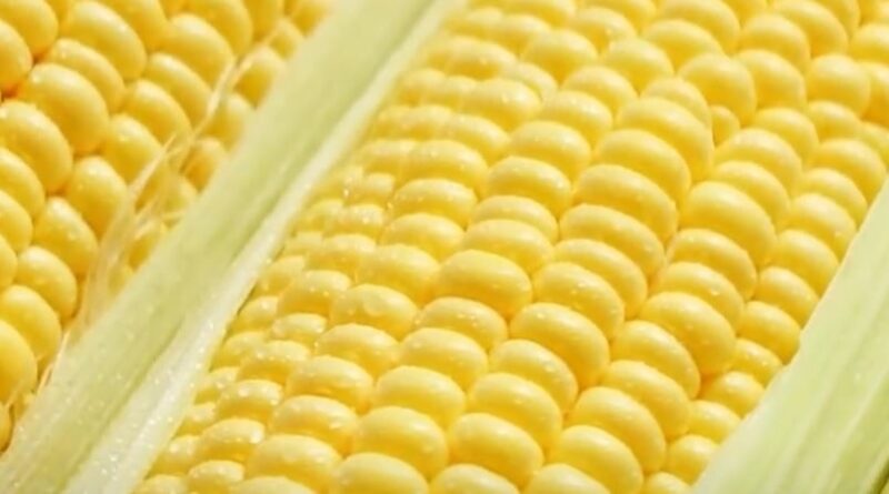 milho - china - brasil - glauber silveira