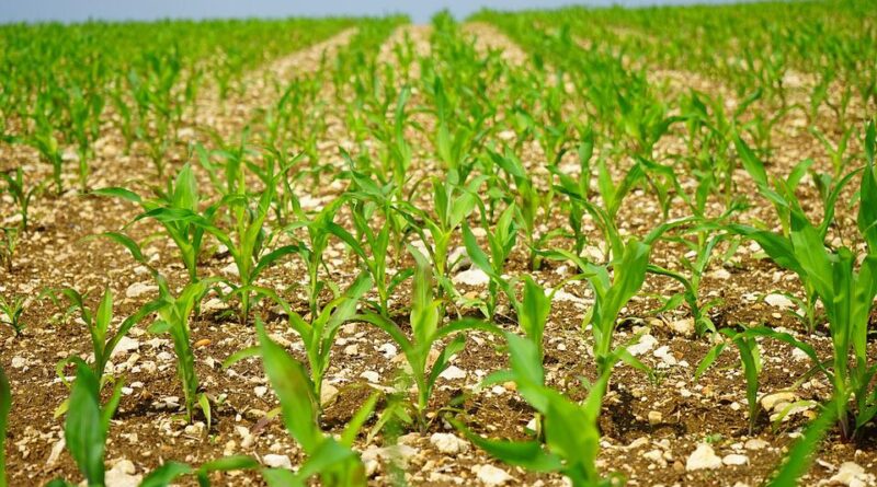 clima, plantio de milho, zoneamento agrícola, segunda safra, previsão do tempo, safra americana, chuva