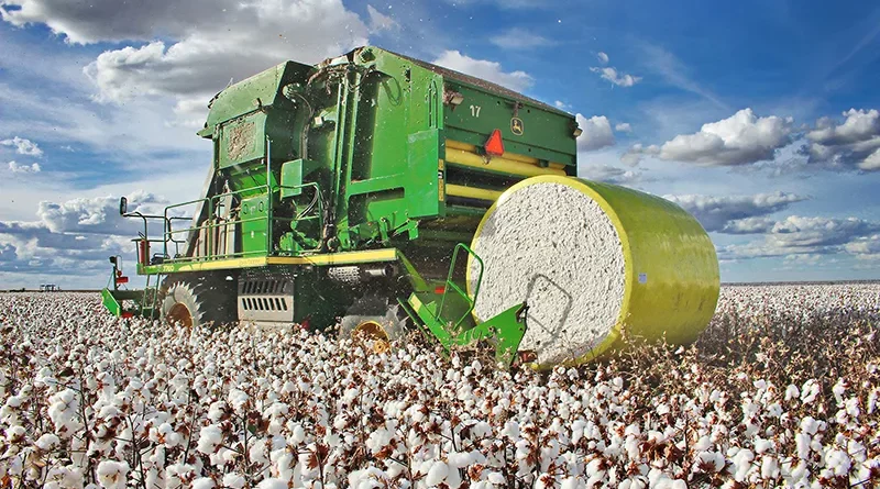 colheita, algodão, bahia, oeste da bahia, cotonicultura, pluma