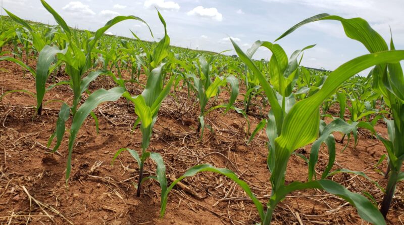 Milho Mato Grosso - milho 2ª safra