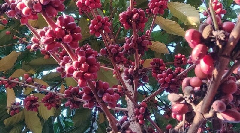 café sustentável de Rondônia