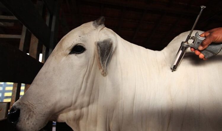 Febre aftosa: em SP, campanha de vacinação termina na quarta-feira