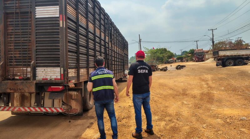 fiscalização Sefa apreensão de gado no Pará