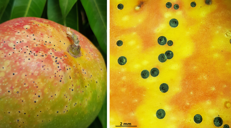 Manga com cochonilha