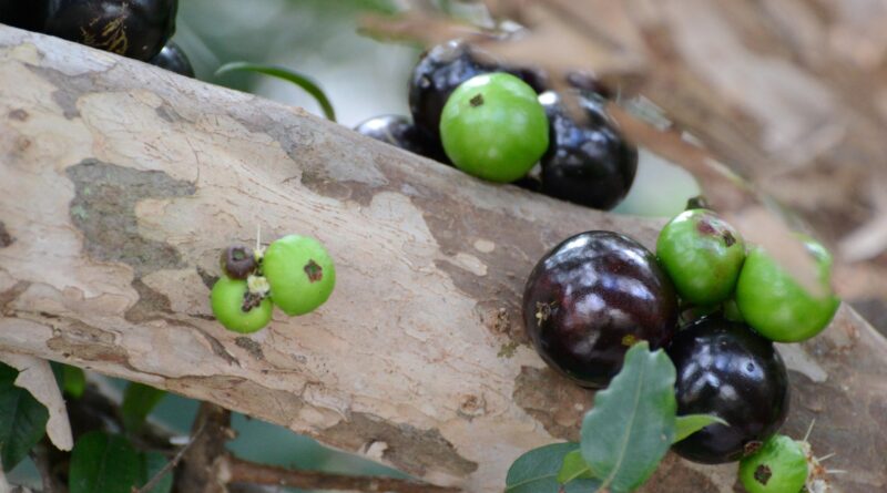 Jabuticaba