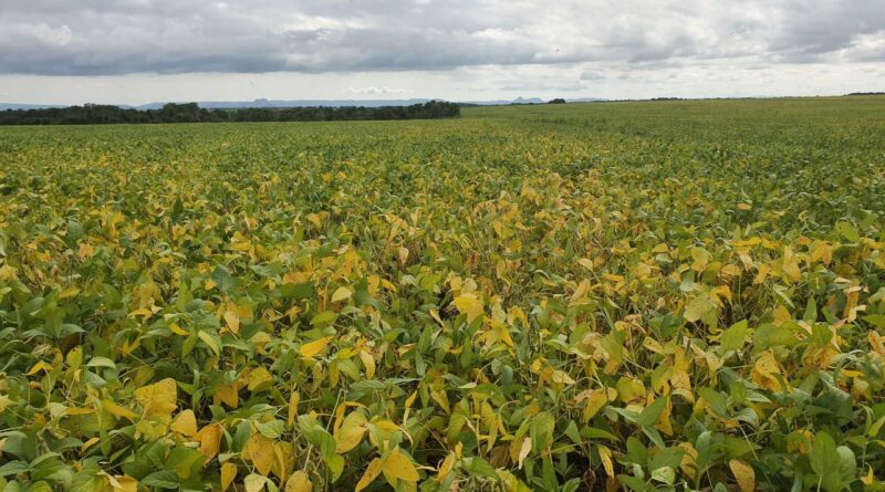soja área colheita lavoura