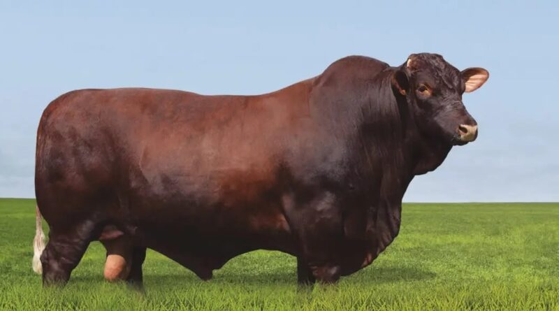 Justus da Taquari: morre touro que marcou evolução no melhoramento genético