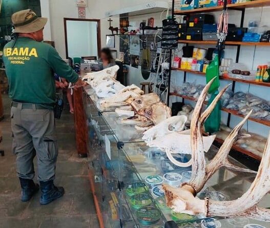 fiscalização Ibama partes de animais