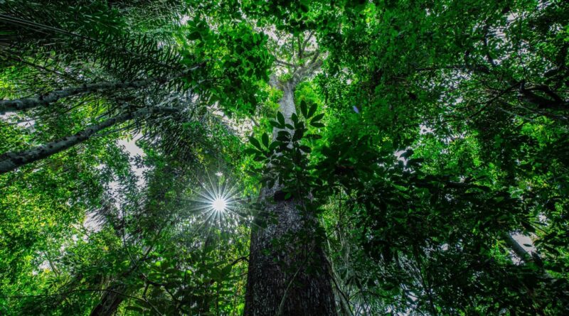 floresta foto Mayke Toscano Secom-MT