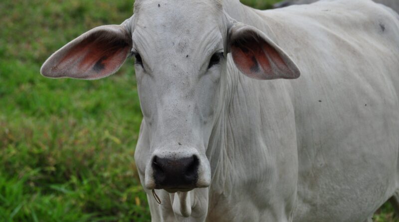 Gado abate bovino boi